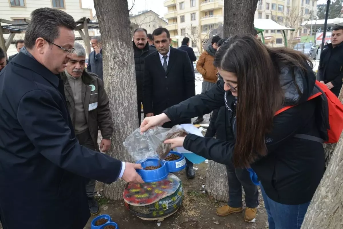 Otomobil Lastikleri Kedi Yuvasına Dönüştü