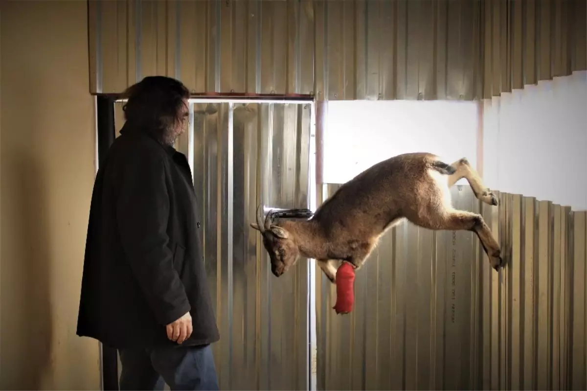 Polislerin Kurtardığı Yaban Keçisi Sağlığına Kavuşuyor