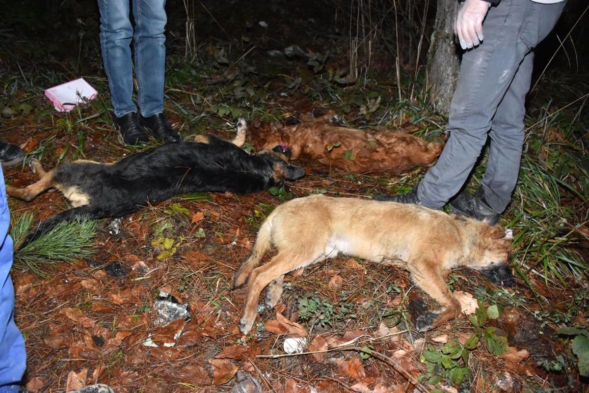 Sakarya\'da Yol Kenarında 3 Köpek Ölü Olarak Bulundu