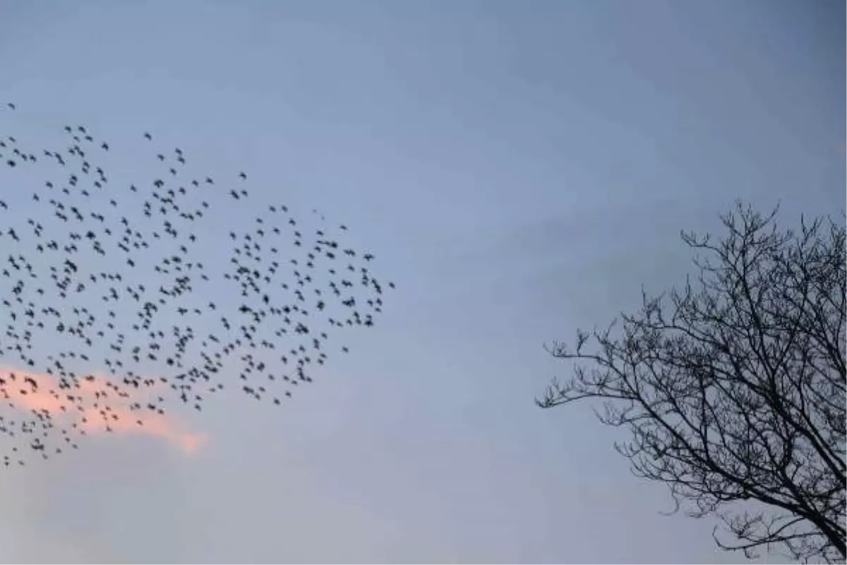 Sığırcık Kuşlarından Görsel Şölen