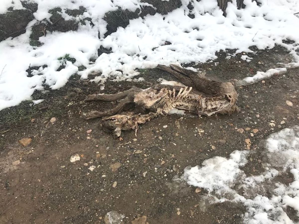 Sungurlu\'da Aç Kurtlar Köpeği Parçaladı
