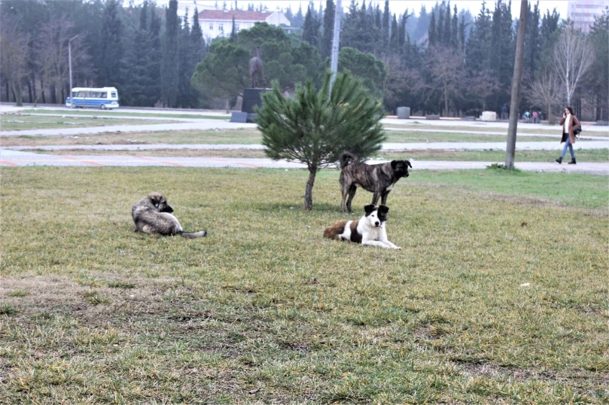 Türkiye\'de Saldırgan Köpekler Üzerine Doktora Yapan Tek Uzman Konuştu