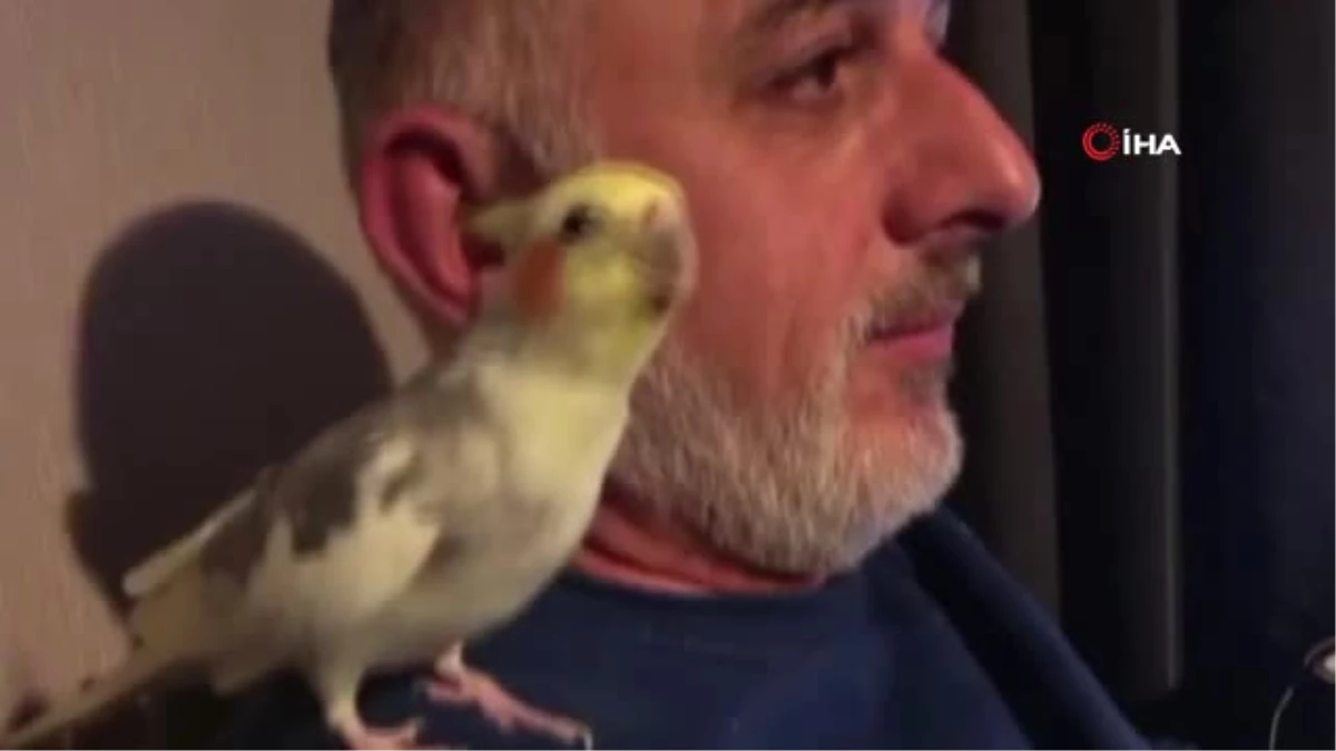 Türkiye Sevdalısı Gurbetçi Papağanın Şaşırtan Repertuvarı