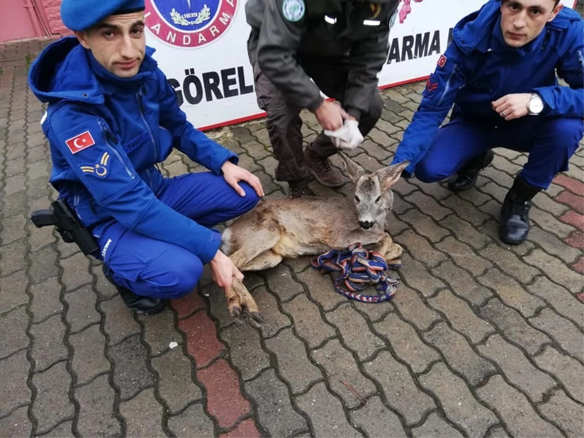 Yaralı Karaca Yavrusuna Jandarmadan Şefkat Eli