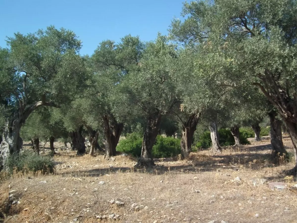 Zeytin Üreticileri Kazanamıyor