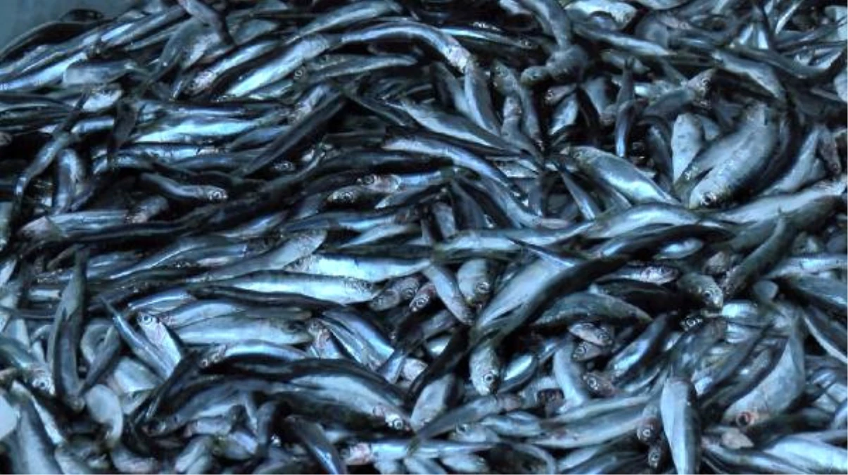 Ankaralı Balıkçılardan Hamsi Temizleme Rekoru