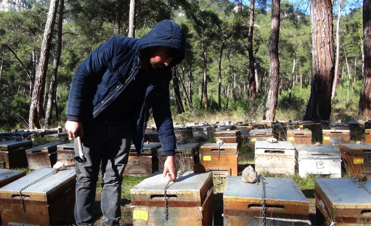 Arıcılar Çareyi Kovanları Zincirlemekte Buldu