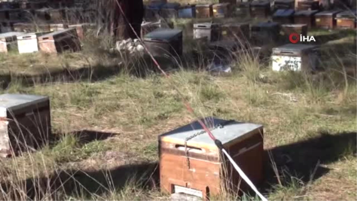 Arıcılar Çareyi Kovanları Zincirlemekte Buldu
