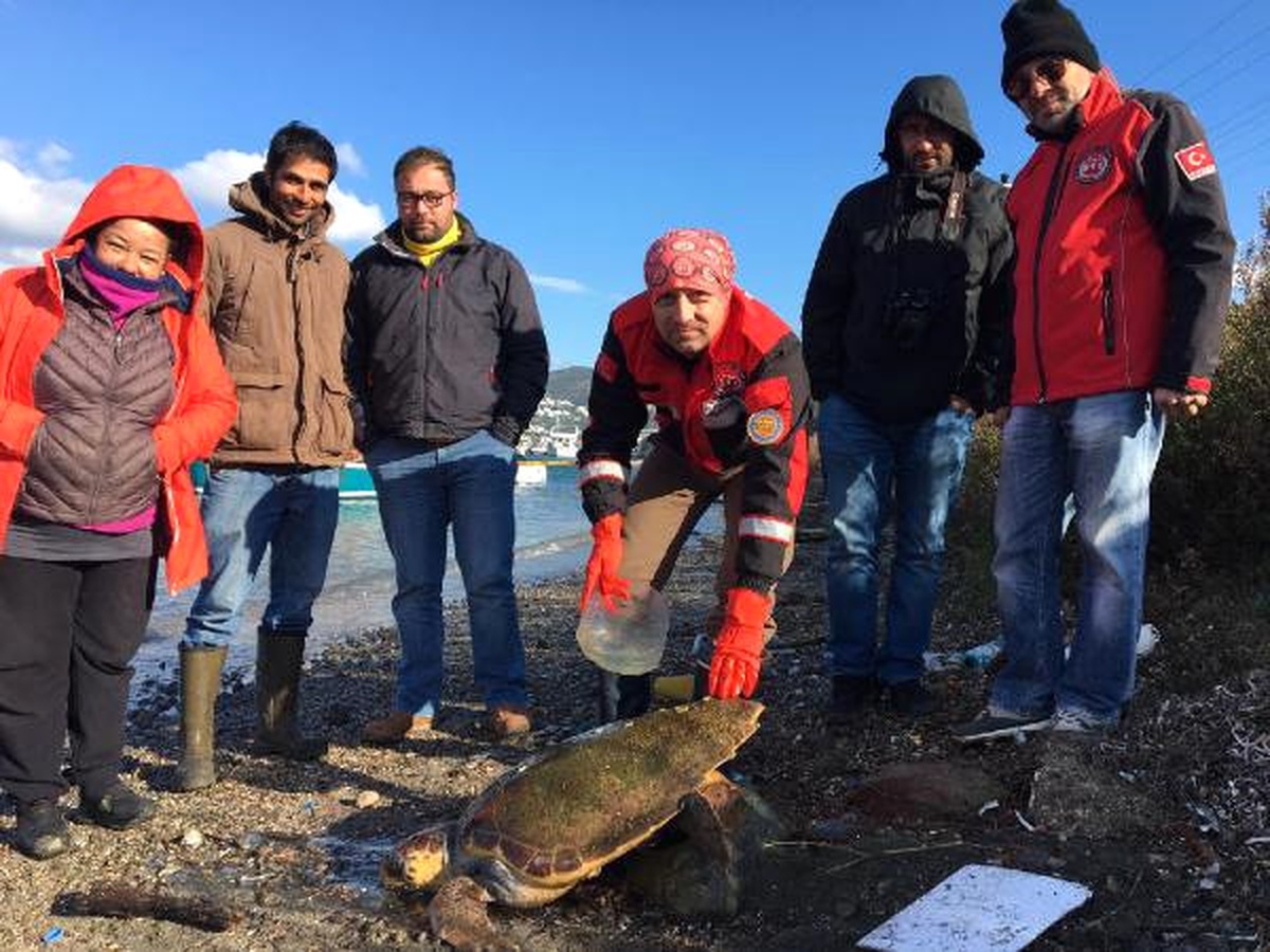 Denizde Caretta Caretta Seferberliği