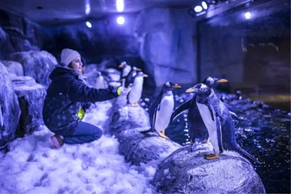 İstanbul Akvaryumu 11 Gentoo Penguenini Daha Evlat Edindi