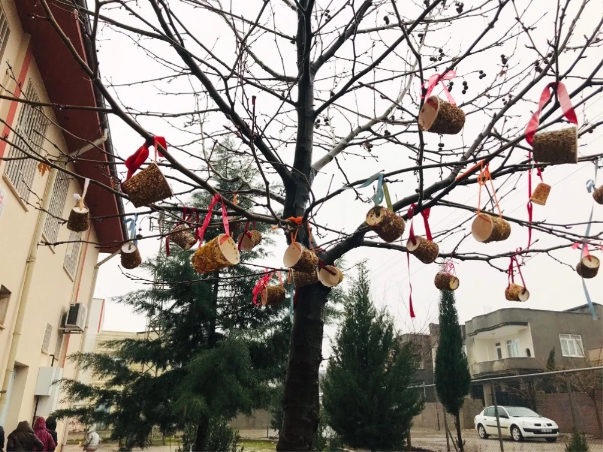 Kahtalı Öğrenciler Kuşlar İçin Ağaçlara Yem Astı