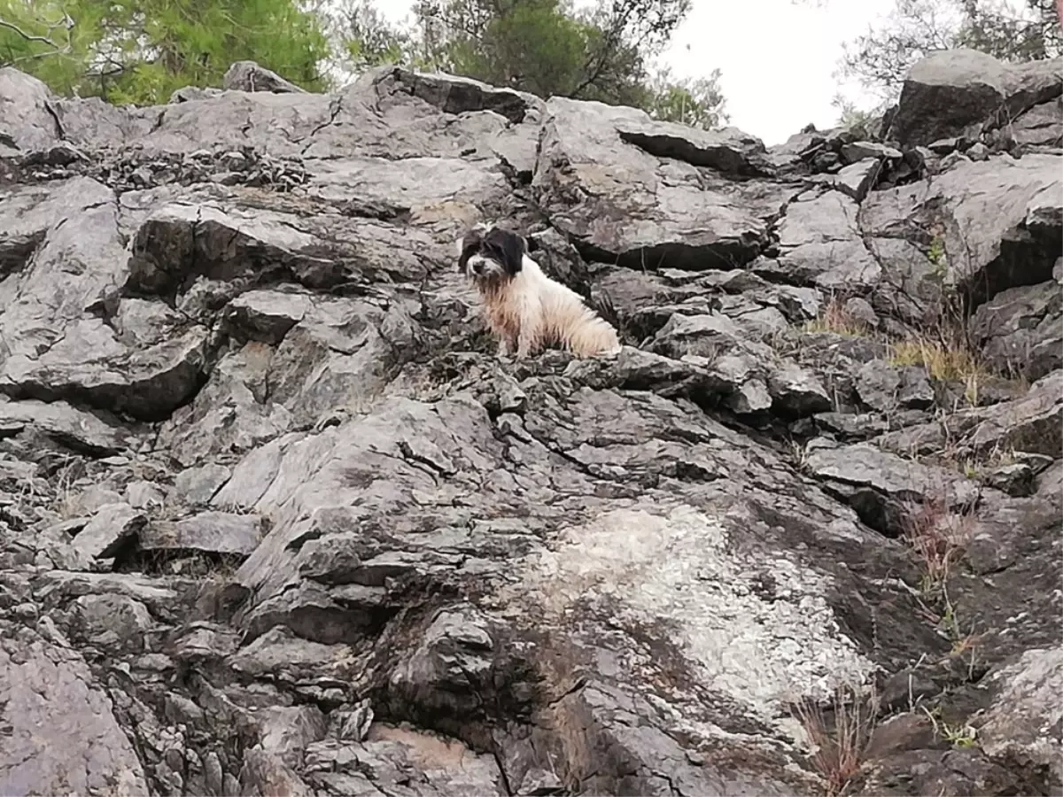 Kayalıklarda Mahsur Kalan Köpek Kurtarıldı