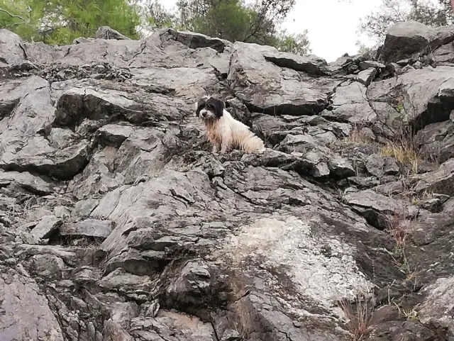 Kayalıklarda Mahsur Kalan Köpek Kurtarıldı, System.String[]