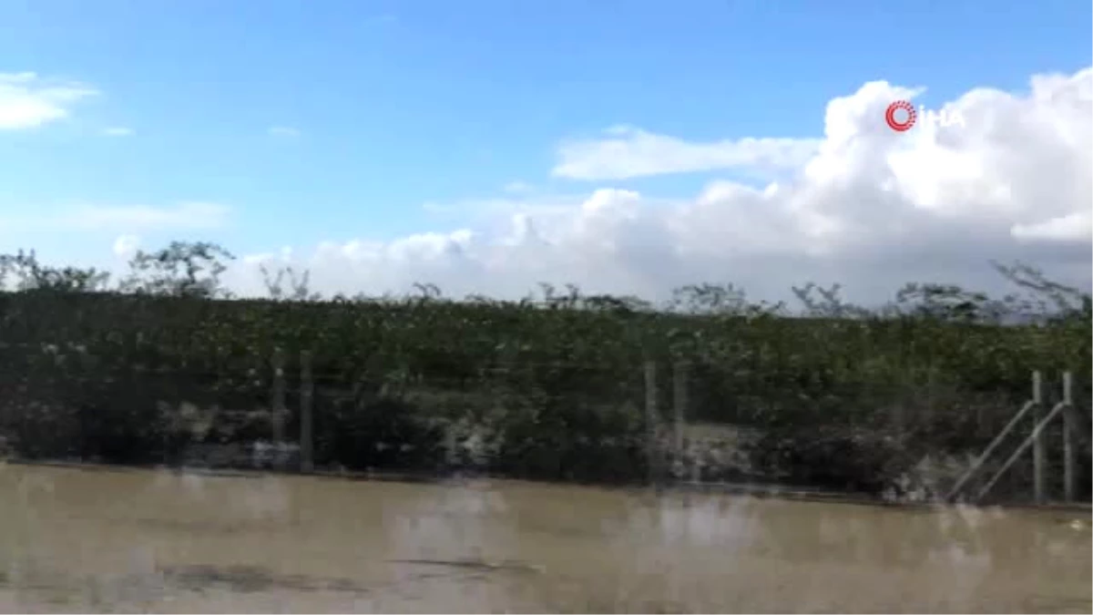 Mersin\'de Yağışlar Ekili Alanlara Büyük Zarar Verdi