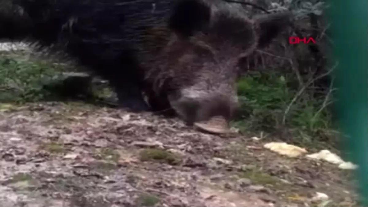 Muğla Aç Kalan Yaban Domuzları Şehir Merkezine İniyor