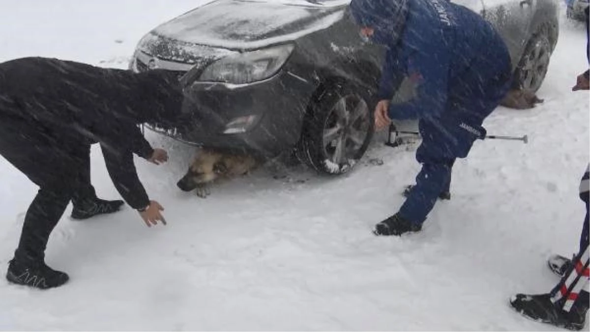 Otomobilin Altında Kalan Sokak Köpeğini, Jandarma Kurtardı