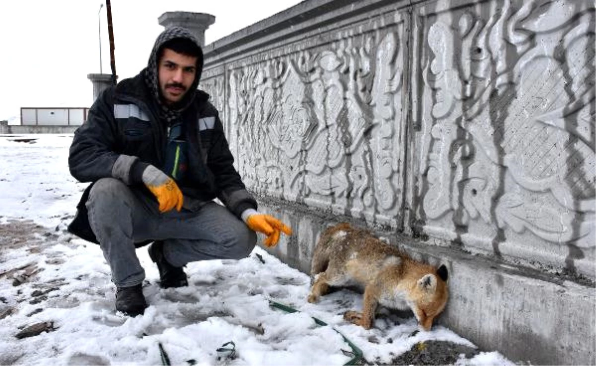 Sivas Kent Merkezinde Tilki Donmuş Halde Bulundu