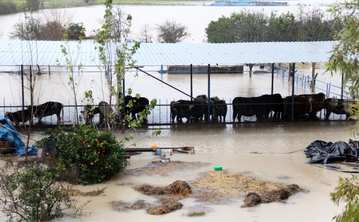 Sulama Kanalı Taştı, Çiftlikteki Hayvanlar Su İçinde Kaldı