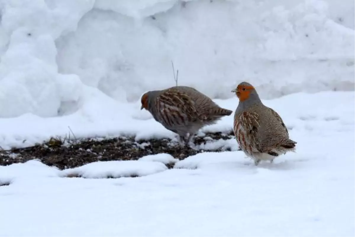 Tunceli\'de Koruma Altındaki Su Samuru ve Çil Kekliği Görüntülendi