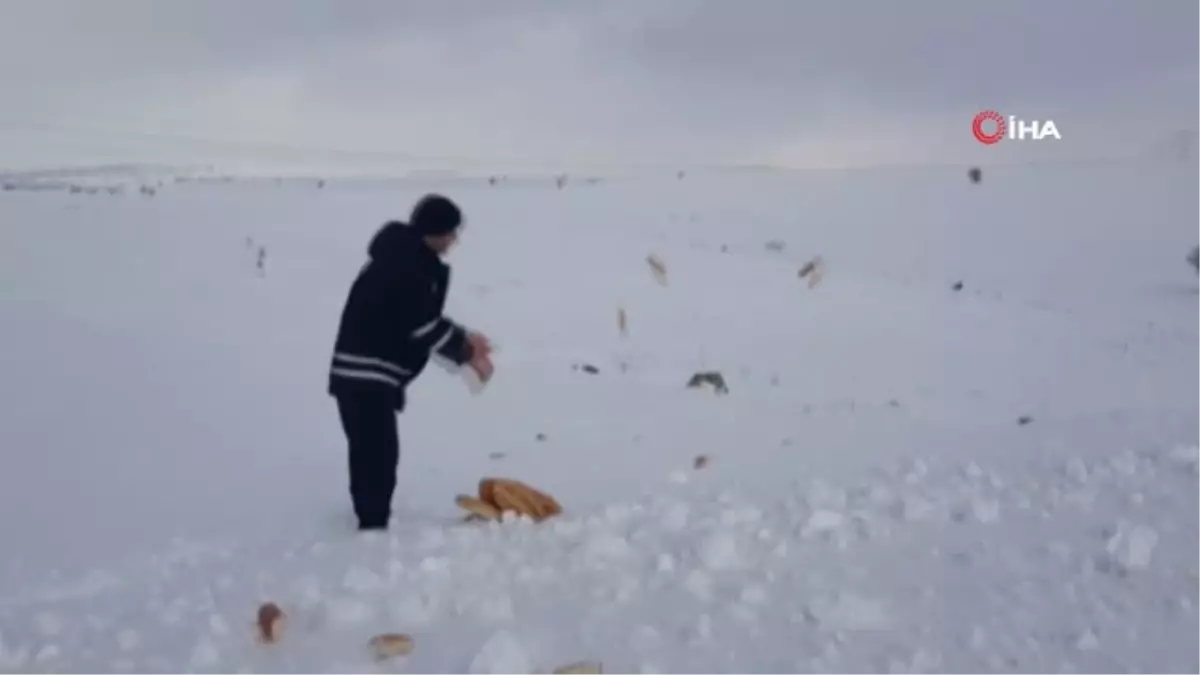 Belediye Ekipleri Doğada Yaşayan Hayvanlar İçin Yem Bıraktı