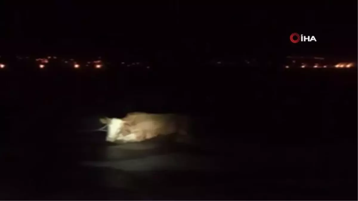 Buzda Mahsur Kalan İneği İtfaiye Ekipleri Kurtardı