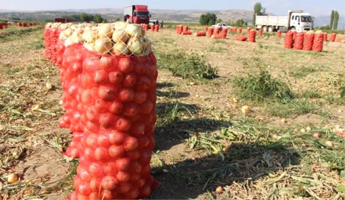 CHP\'li Sarıbal: Üretici soğan üretmekten vazgeçti