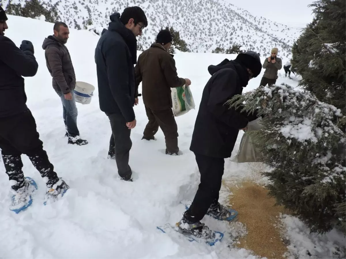 Erzincan\'da Yaban Hayvanları İçin Doğaya Yem Bırakıldı