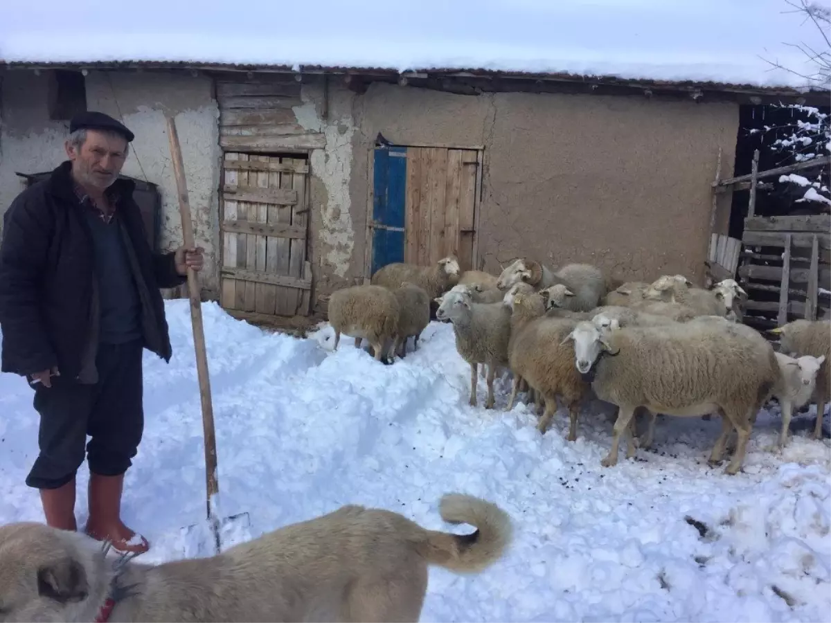 Kar Yağışı Küçükbaş Hayvancılığı Olumsuz Etkiledi