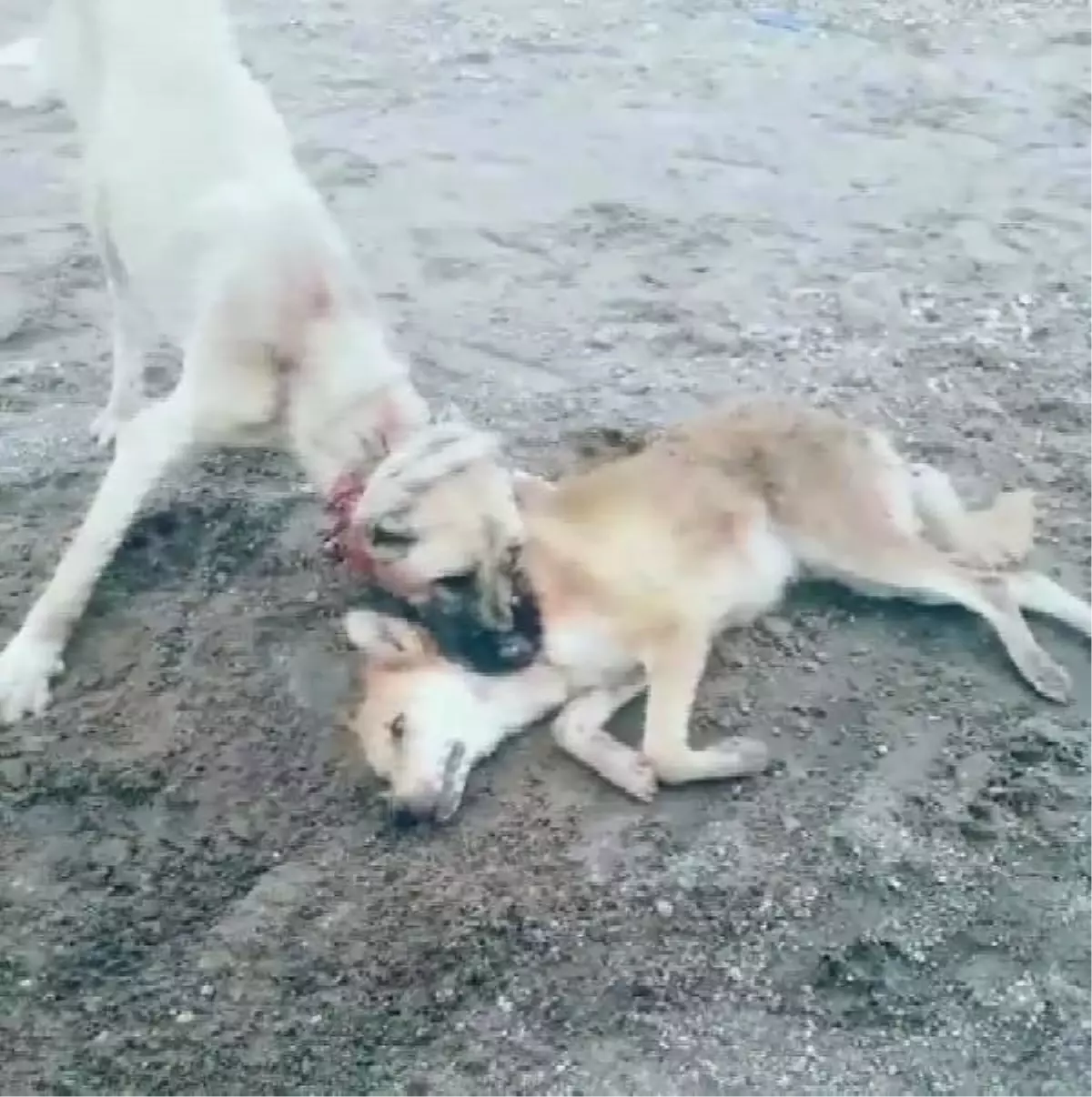 Köpek Dövüştürüp Görüntüsü Çeken Genç, Gözaltına Alındı