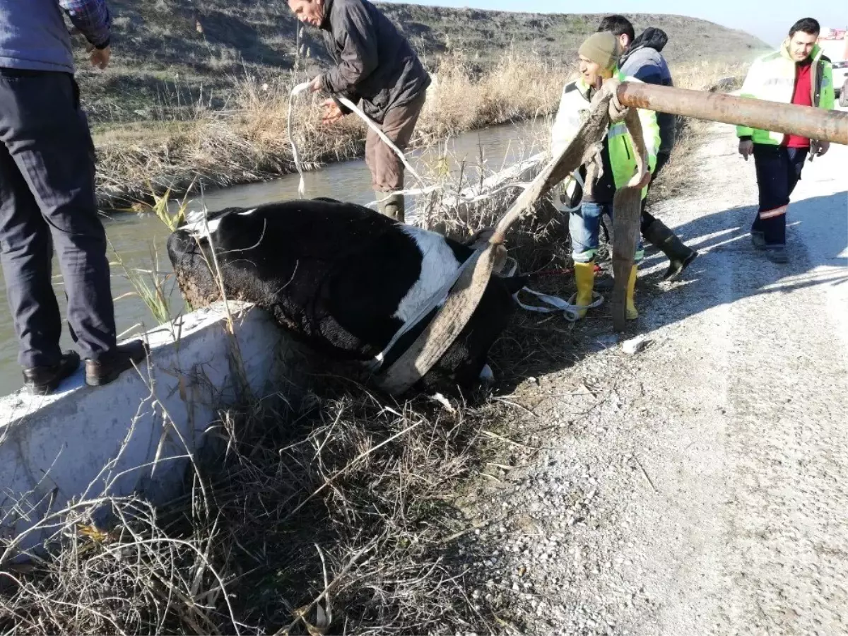 Sulama Kanalına Düşen İnek Kurtarıldı