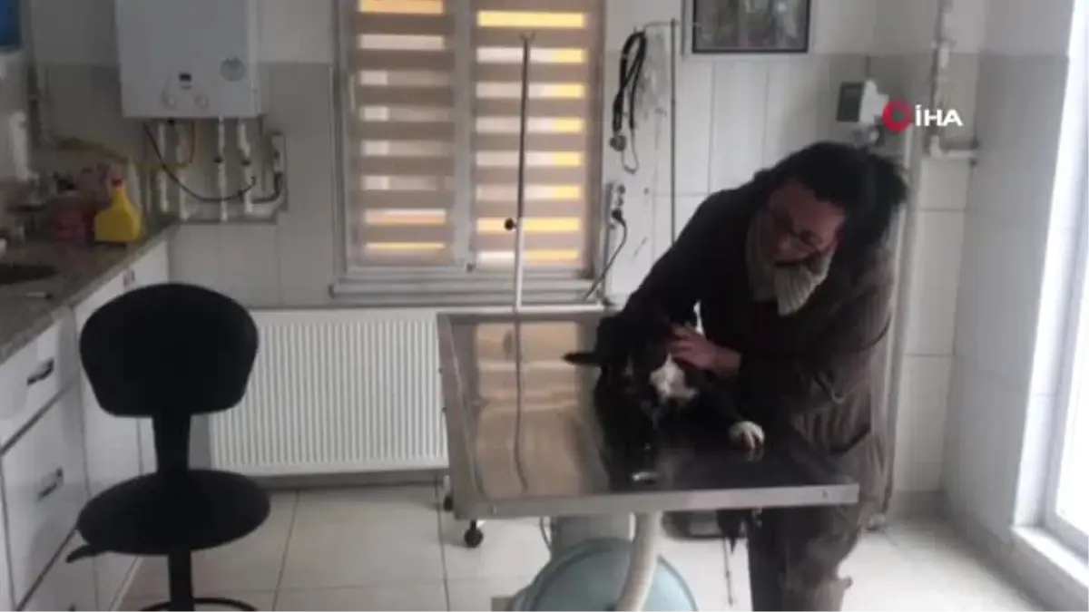 Yavru Köpek Kulakları Kesilmiş Halde Bulundu