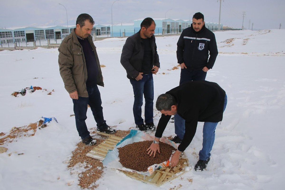 Karaman\'da Belediye Sokak Köpeklerine Yiyecek Bıraktı
