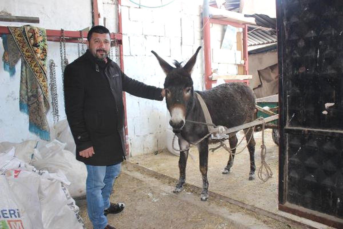 Kayseri\'de Akıllı Eşek \'Keko\' Verilen Komutları Yerine Getiriyor
