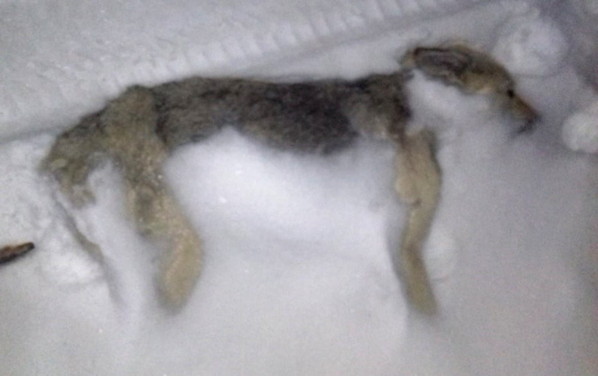 Yüksekova\'da Yolda Donmuş Köpek Bulundu