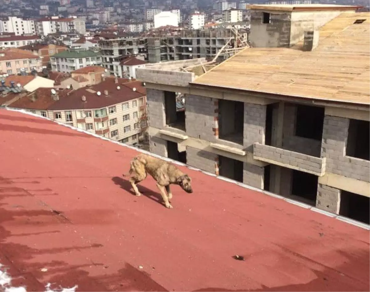 Çatıda Mahsur Kalan Köpek Kurtarıldı