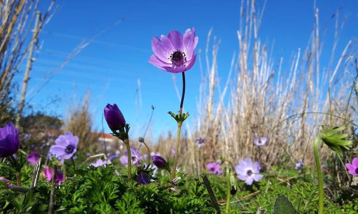 Datça\'da Anemonlar Açtı