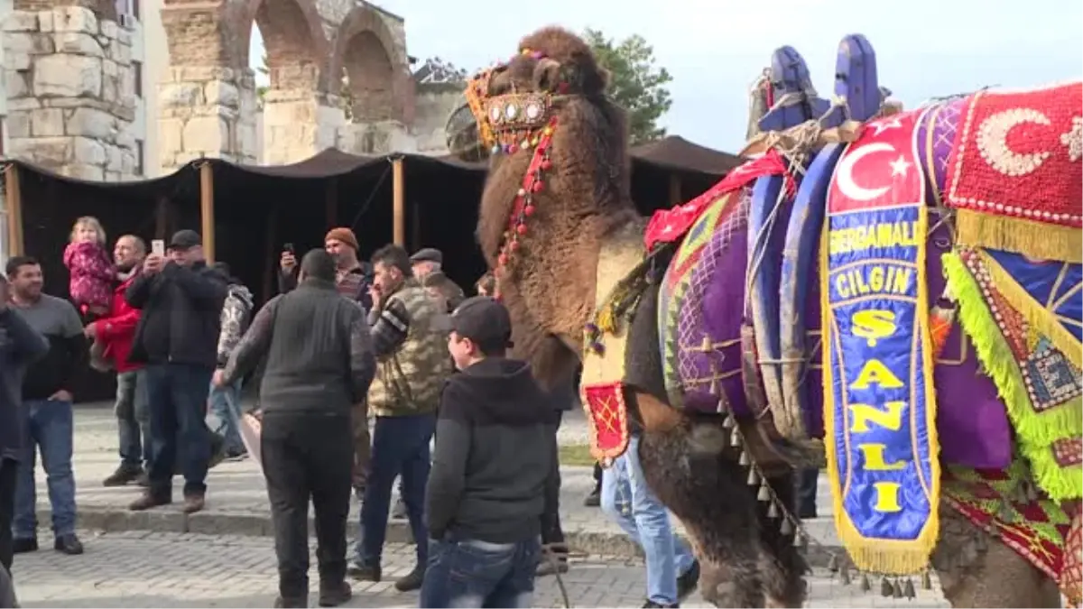 En Güzel Deve Seçildi