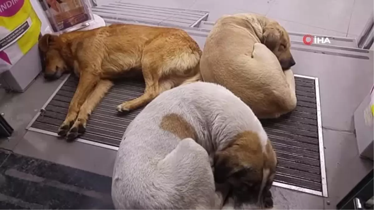 Köpekler Isınmak İçin Dükkan Kapısını Mesken Tuttu