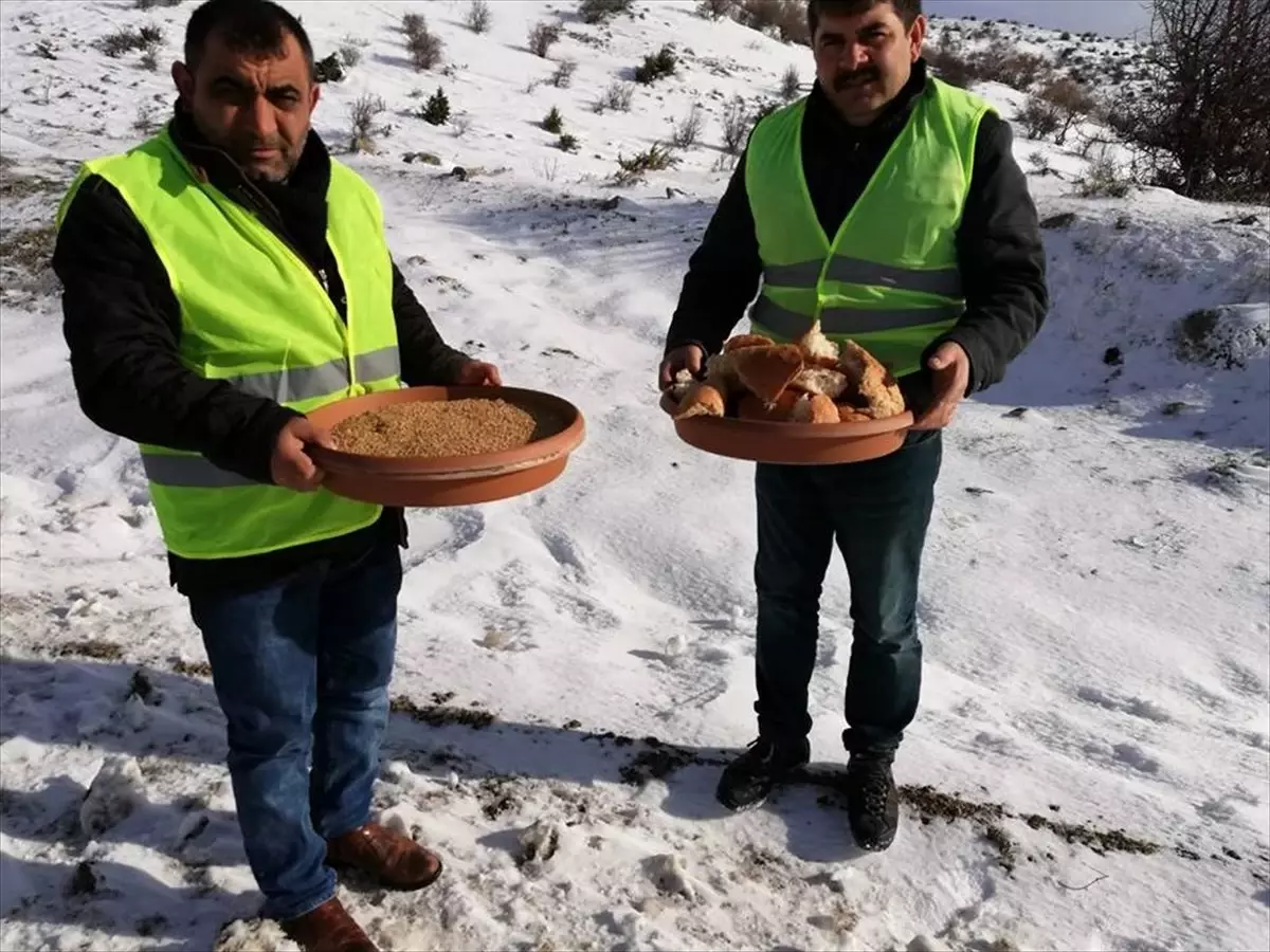 Merzifon\'da Yaban Hayvanları İçin Doğaya Yem Bırakıldı