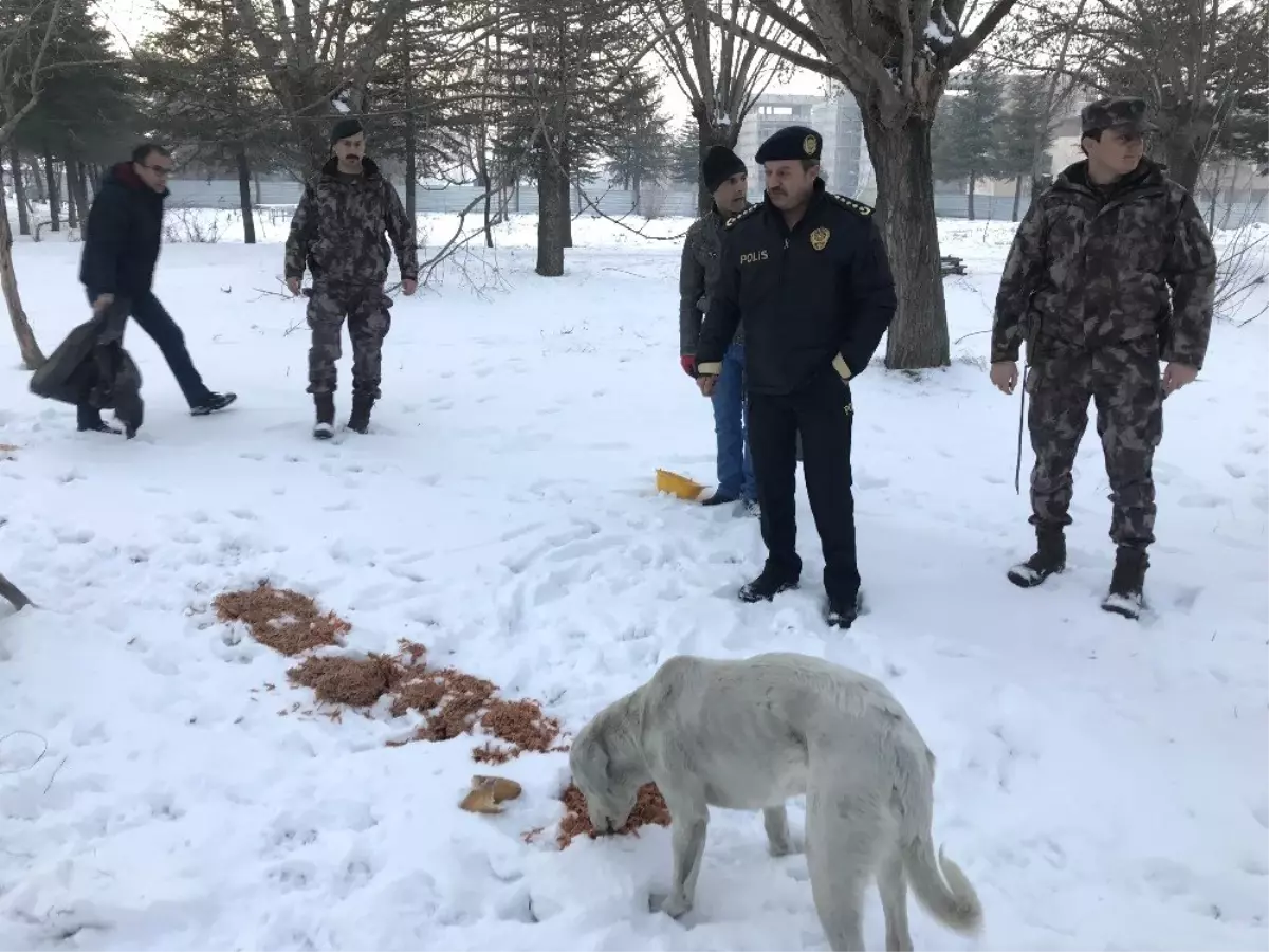 Sokak Hayvanlarına Polis Merhameti