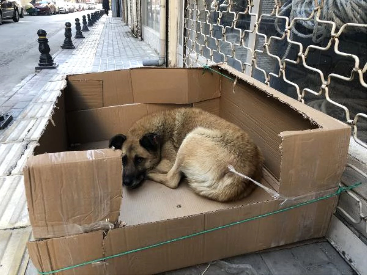 Sokak Köpeğine Kartondan Yuva Yaptı