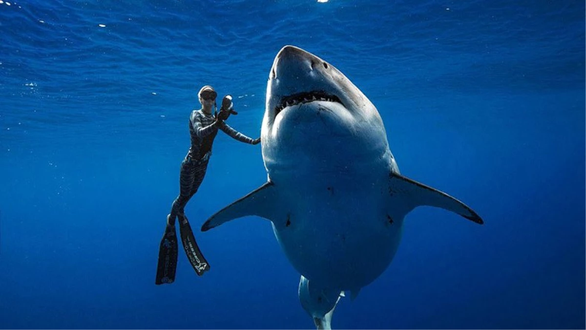 Şu Zamana Kadar Keşfedilmiş Yaşayan En Canlı Köpekbalığı ile Tanışın: Deep Blue