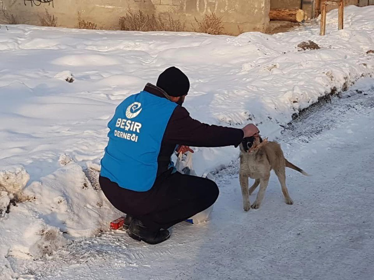Ağrı\'da Sokak Hayvanları Unutulmadı