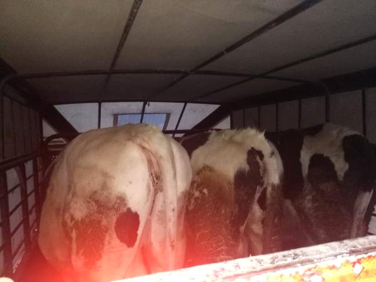 Hayvanları Alıp Paralarını Ödemeyen Dolandırıcılar, Suçüstü Yakalandı
