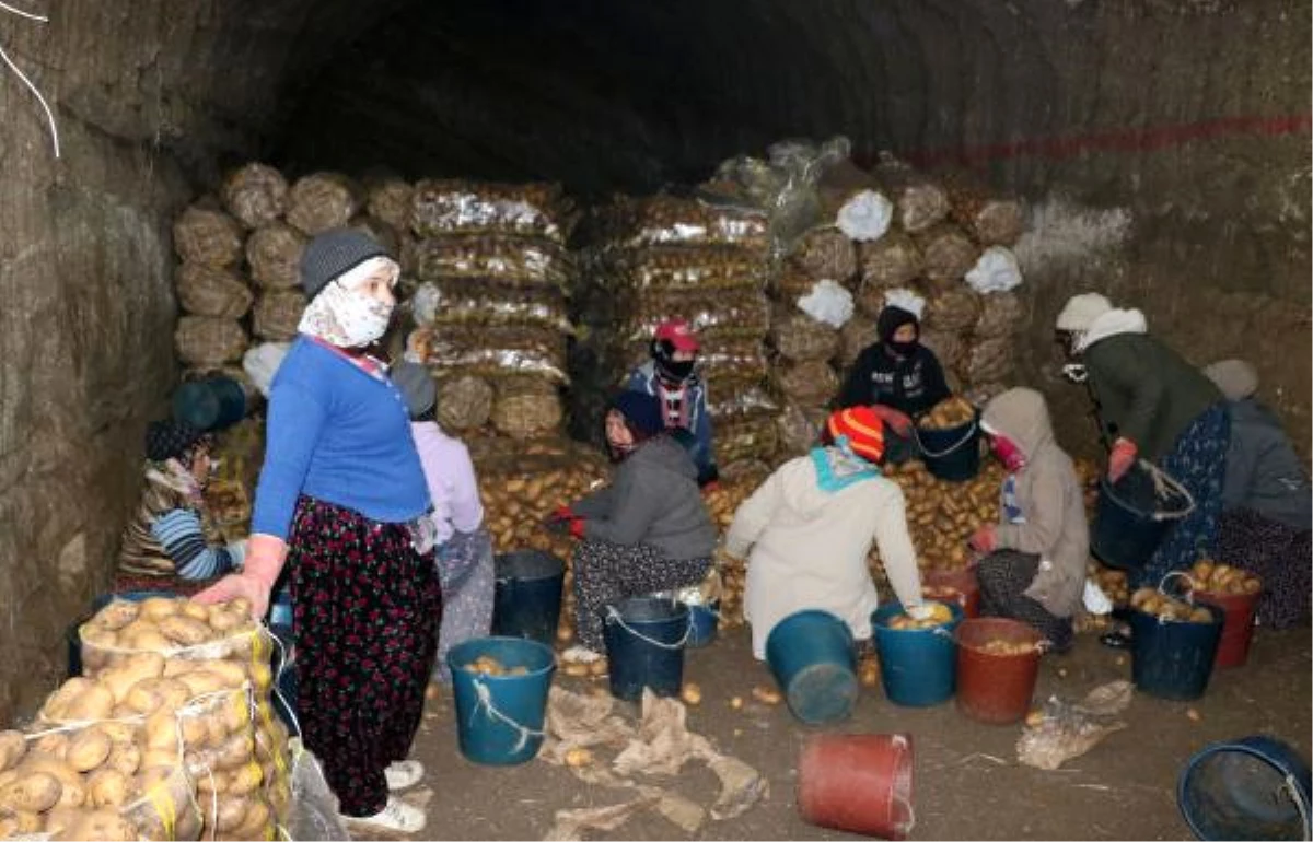 Patatesler, Doğal Soğuk Hava Deposu Mağaralarda Saklanıyor