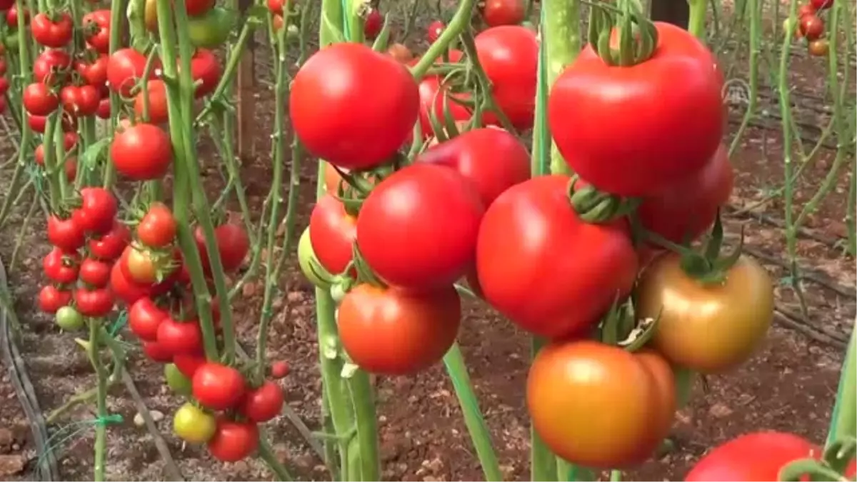 Salkım Domates Üreticisini Sevindirdi