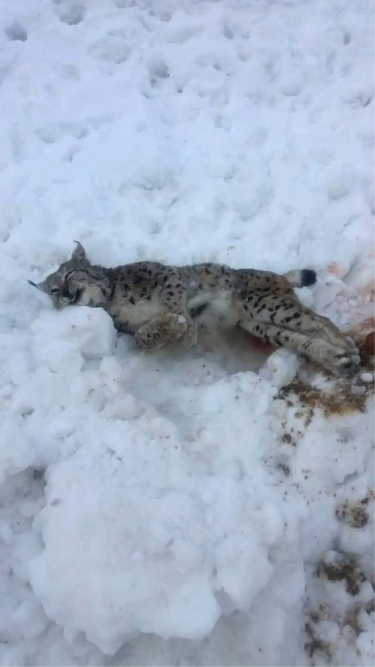 Tunceli\'de Koruma Altındaki Vaşak Silahla Öldürüldü