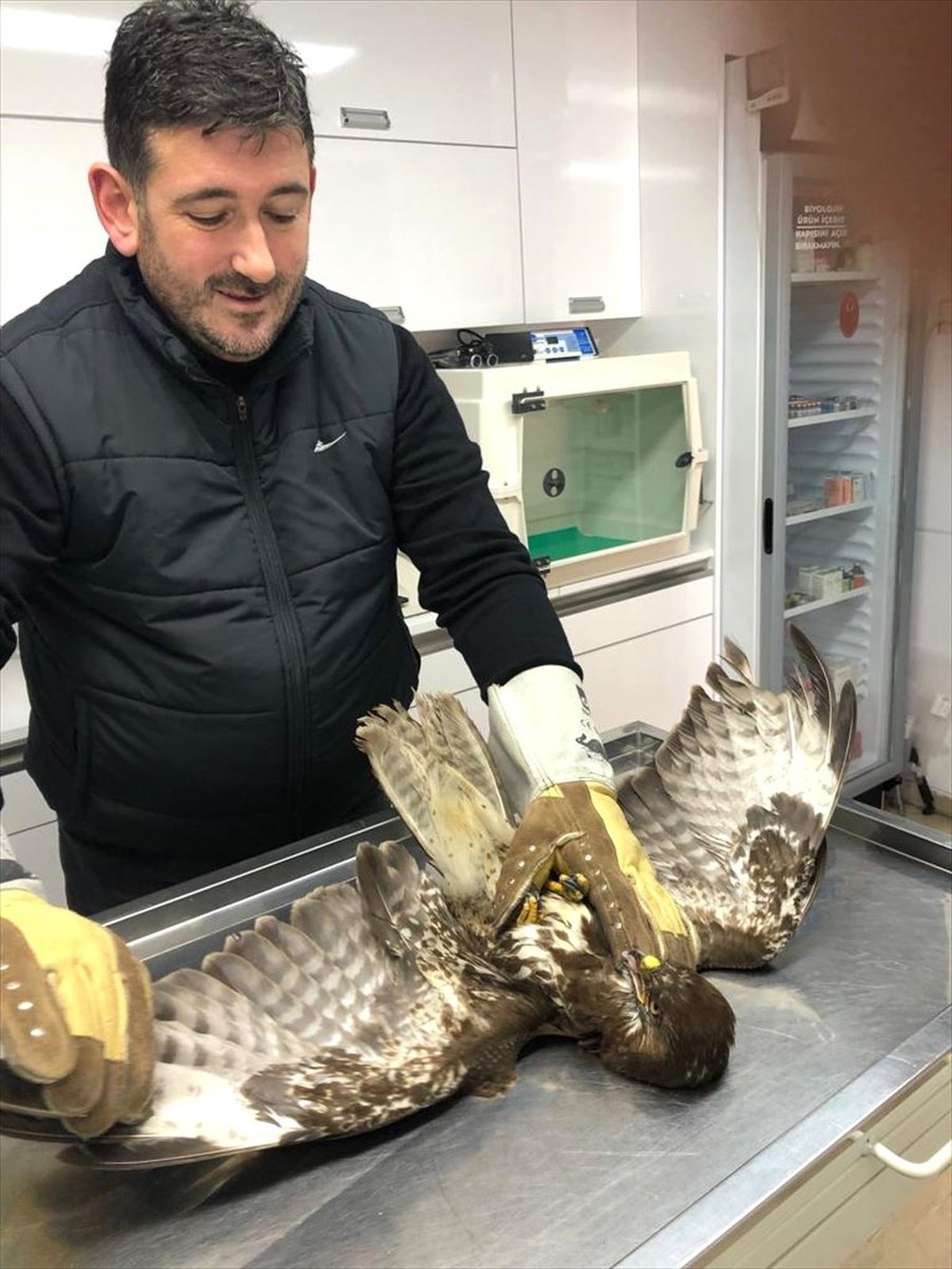 Yaralı Halde Bulunan Şahin Koruma Altına Alındı