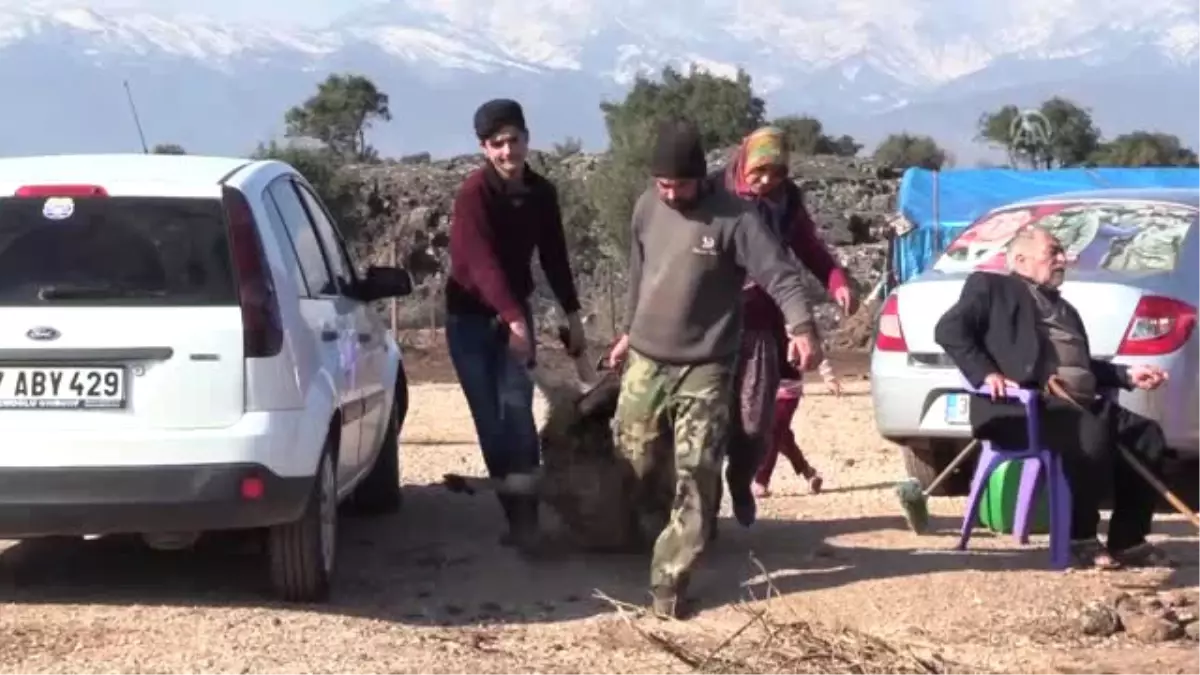 Yörük Teyze\'den Zeytin Dalı Harekatı Anısına Kurban