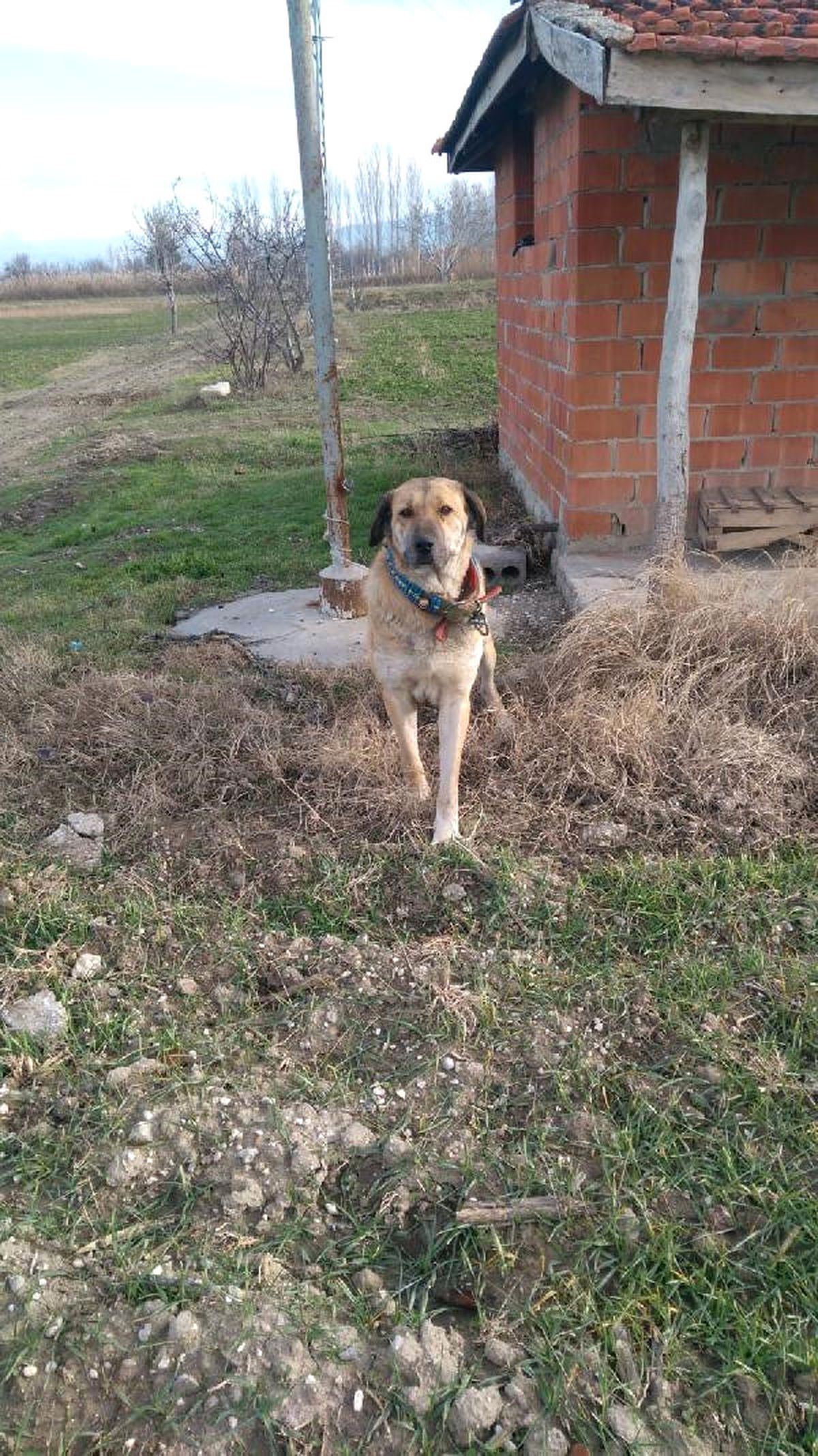 Barınağa Konulan Köpek Çalındı (2)